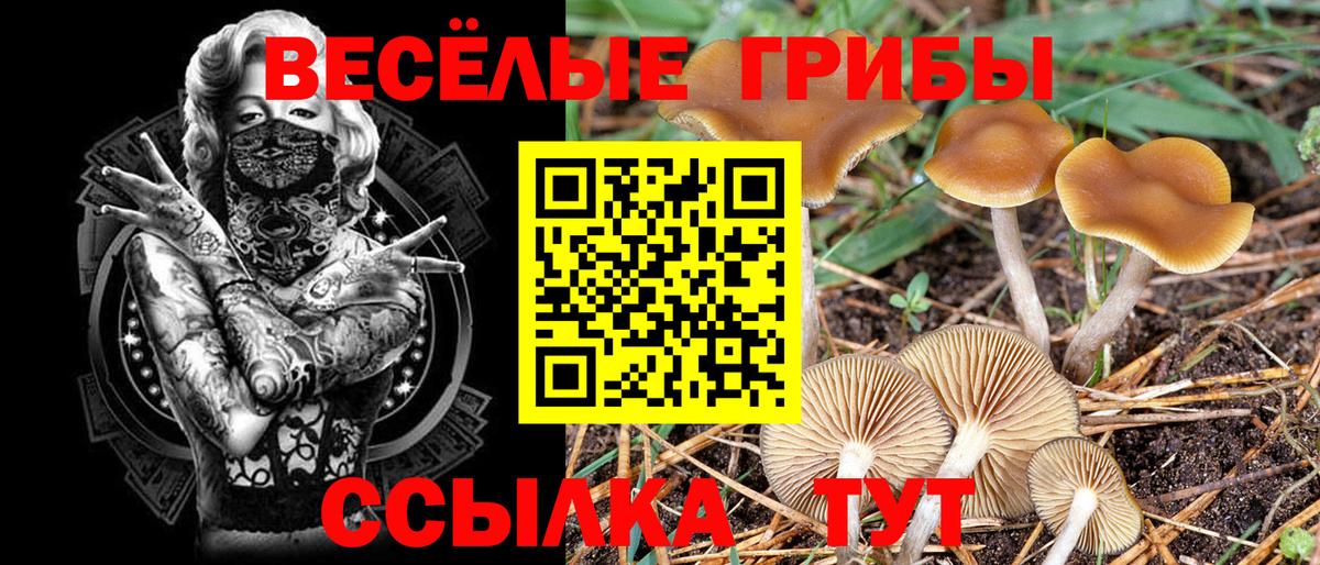 купить закладку  Вход с VPN  Кашира  Галлюциногенные грибы Psilocybe 
